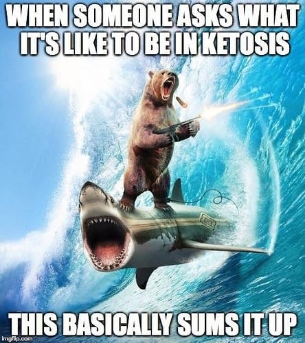 bear surfing on a shark funny meme about ketosis