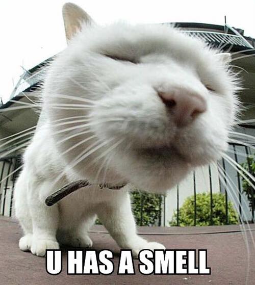 u has a smell keto meme - keto kitty a side effect