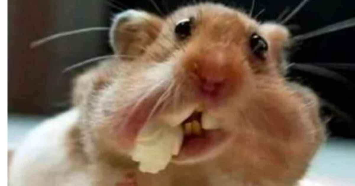 funny diet memes pictures - Funny Diet Humor - 100s of Hilarious Memes & Images