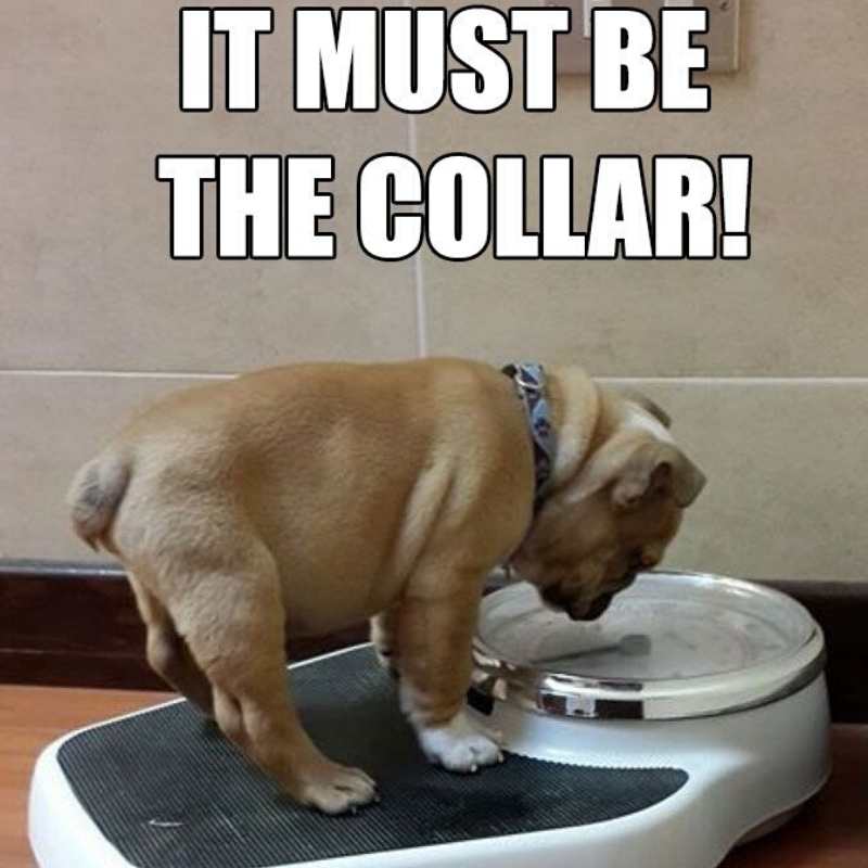 funny weight loss meme - it must be the collar meme