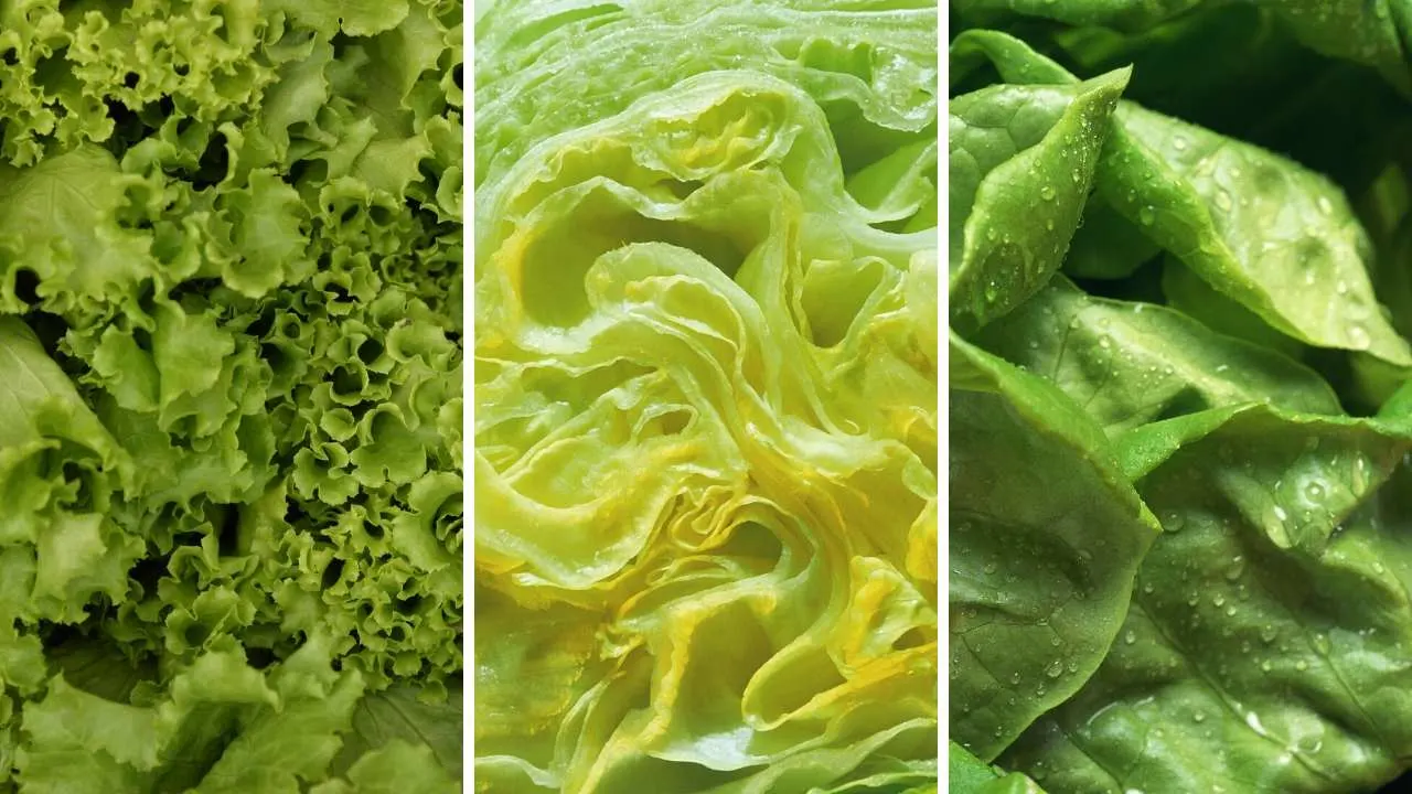 lettuce wraps lettuce types