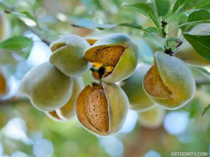 Are Almonds Keto Friendly? Let's Find Out 8 almonds on keto diet