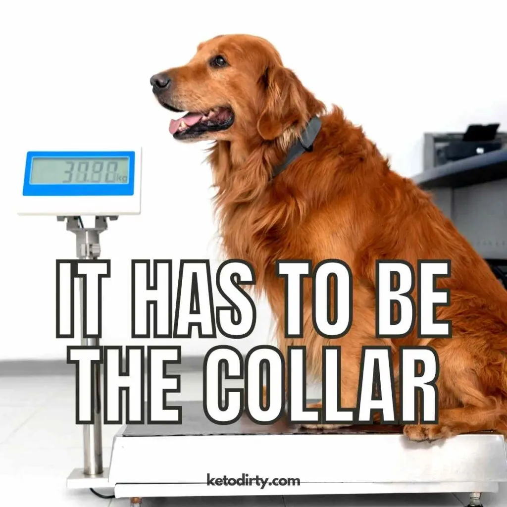 Diet Memes - 35+ Funny Dieting Pictures and Images 27 funny diet picture it has to be the collar