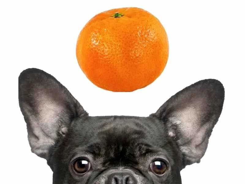 can dogs eat clementines