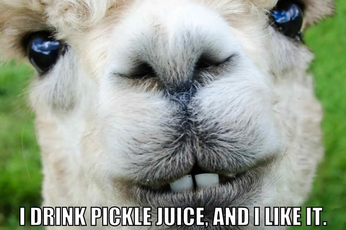 i drink pickle juice and i like it