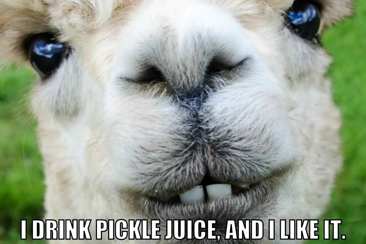 Pickle Memes and Puns - 20+ Funny Images That Are a Big Dill 9 i drink pickle juice and i like it