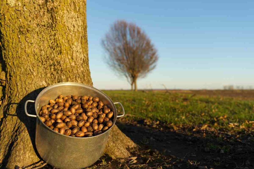 where to buy pecans