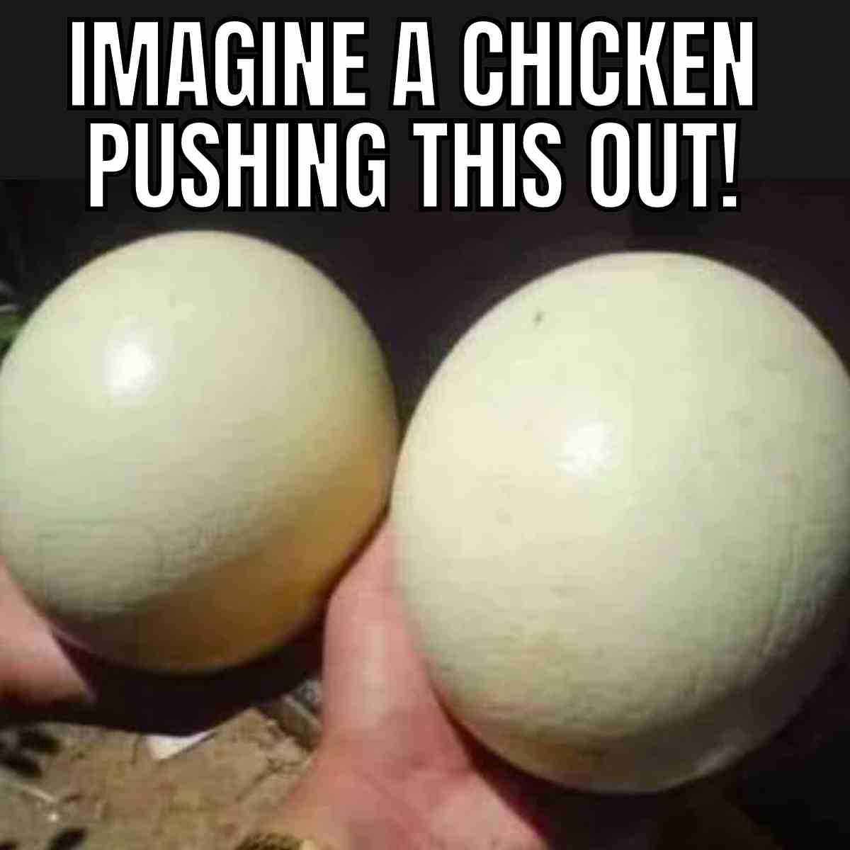 big eggs meme imagine a chicken pushing this out