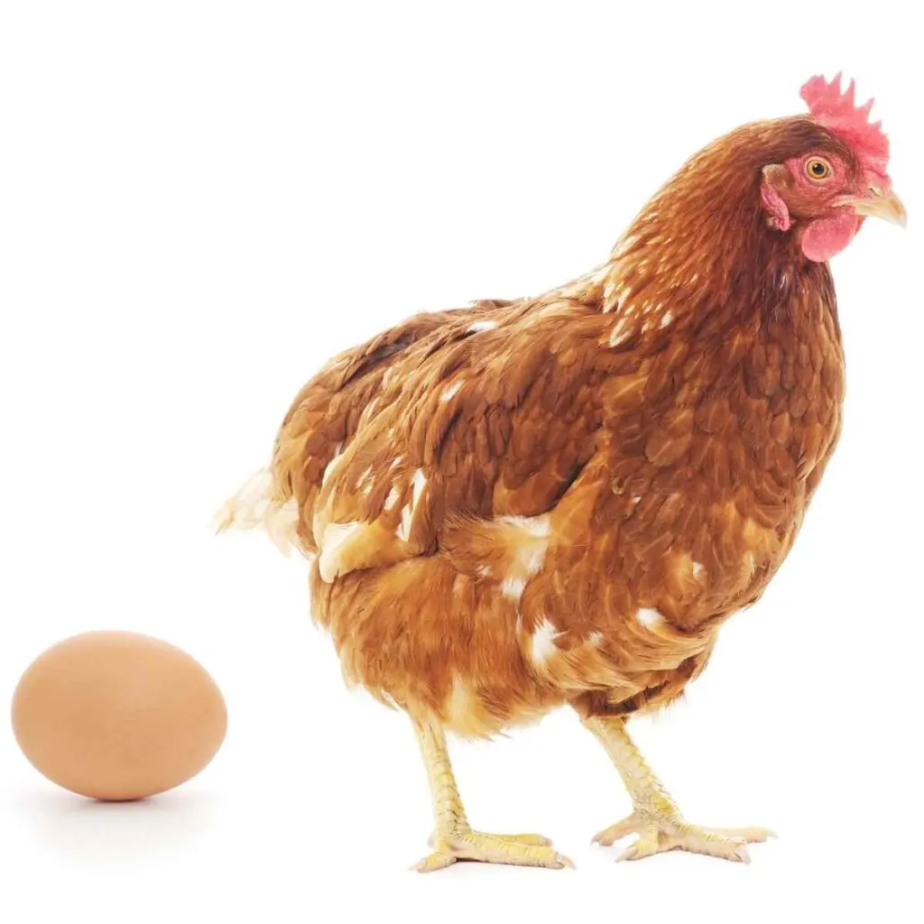 chicken egg facts