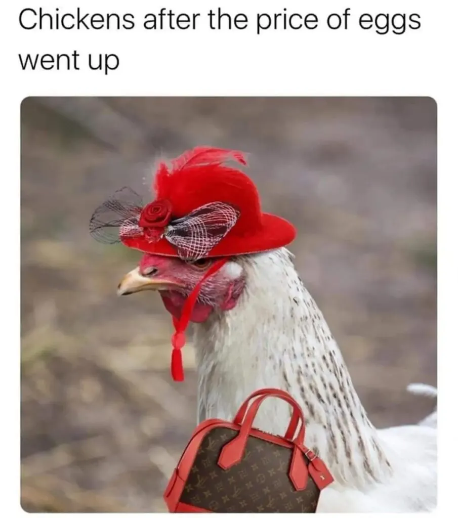 chickens when the egg prices go up