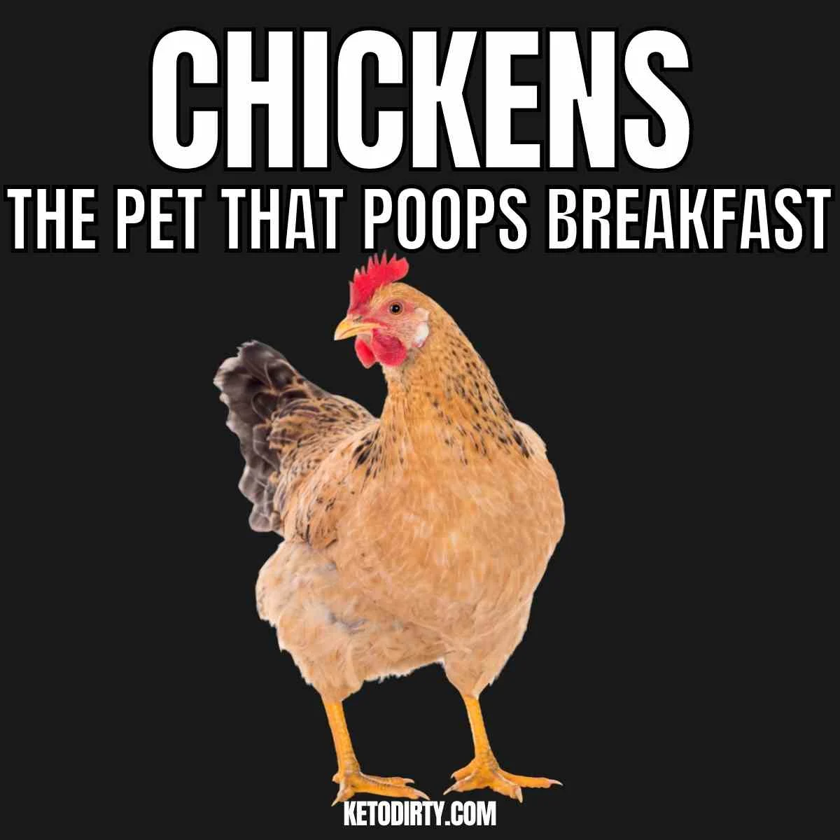 chickens the pet that poops breakfast