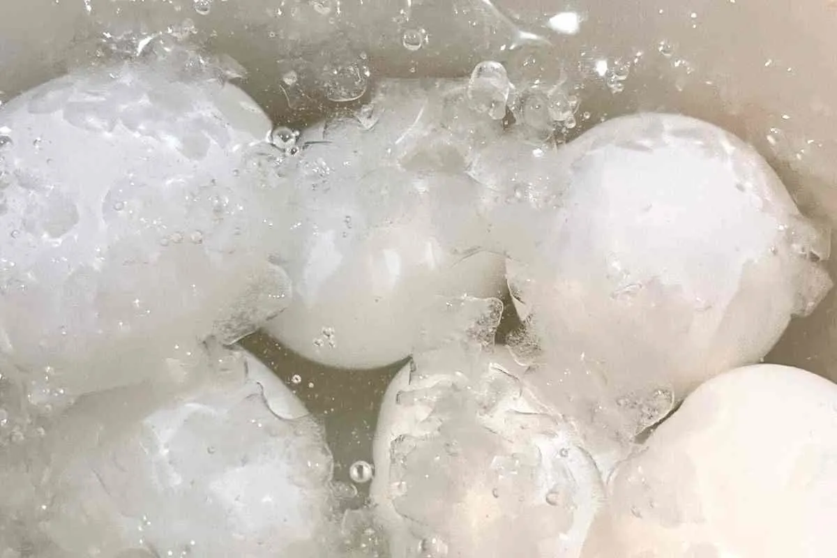 Microwave Hard Boiled Eggs in 5 Easy Steps! 8 egg ice bath before removing hard boiled egg shell