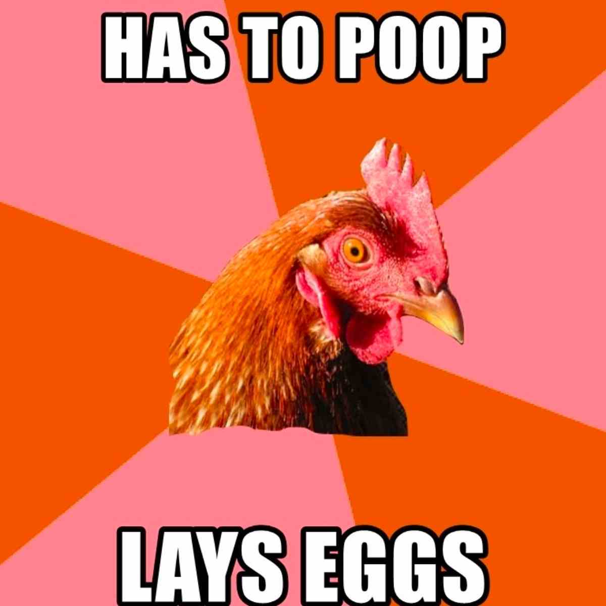 laying eggs meme chicken has to poop lays eggs