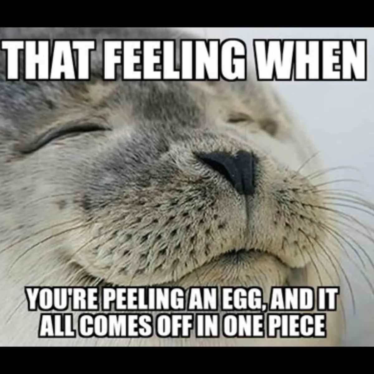 Egg Memes - 25+ Funny Laughs at Egg Prices That Will Crack You Up! 19 that feeling when you are peeling an egg and it all comes off in one piece