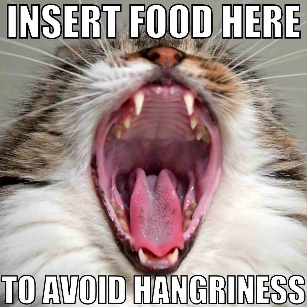 insert food here to avoid hangry