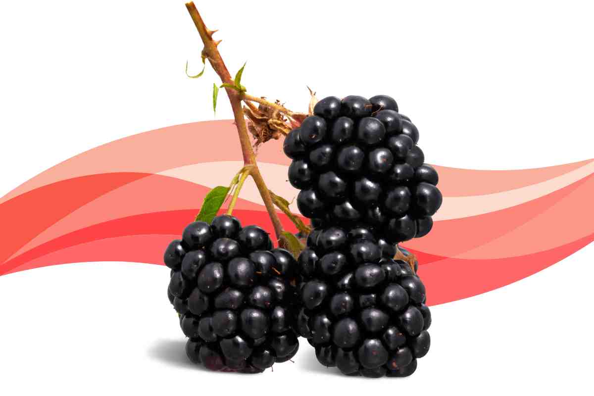 Delicious Low Carb Fruits to Enjoy on a Keto Diet blackberries