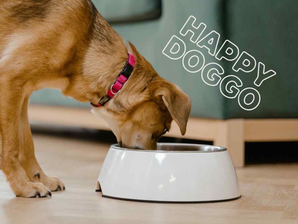 Homemade Keto Dog Food Recipe: A Healthy, Low-Carb Option for Your Pup a cute dog eating keto dog food from a white bowl
