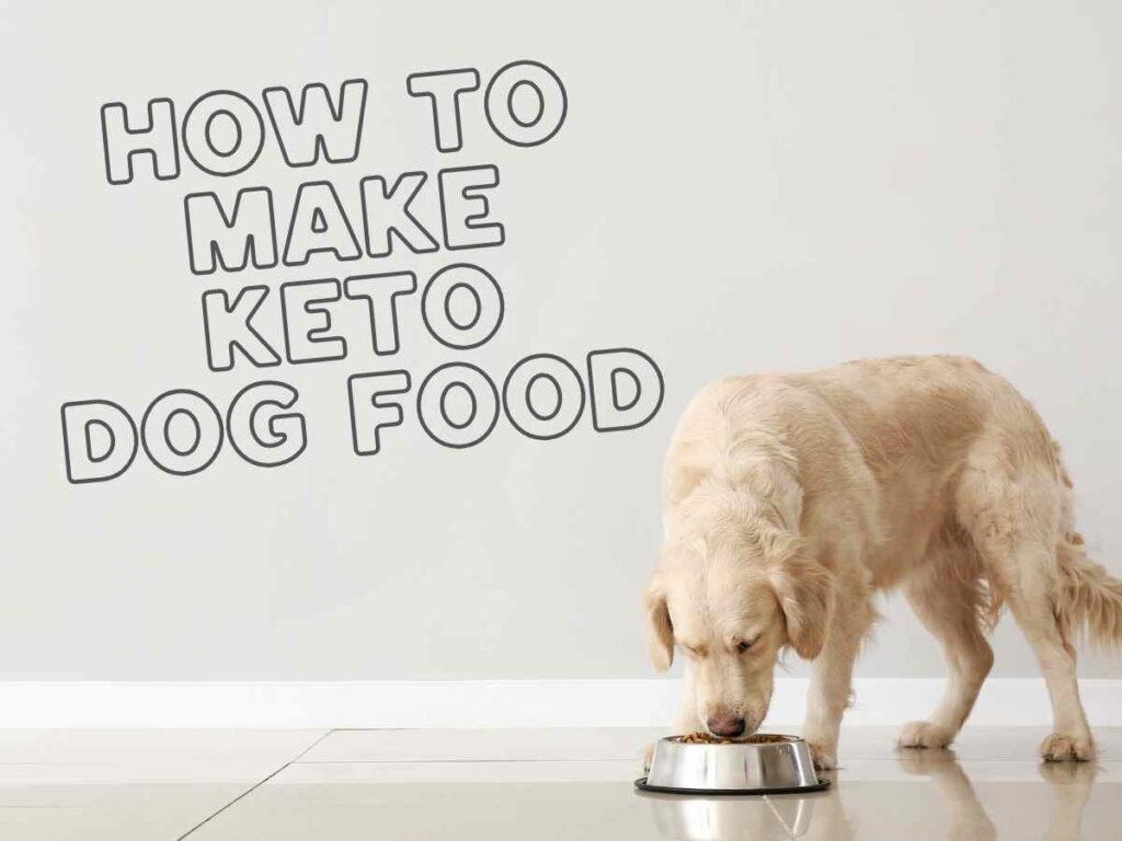 Homemade Keto Dog Food Recipe: A Healthy, Low-Carb Option for Your Pup Golden retriever eating from a bowl with text on the wall that says 'How to Make Keto Dog Food,' representing a homemade low carb dog food recipe concept