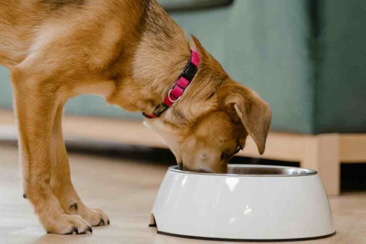 Homemade Keto Dog Food Recipe: A Healthy, Low-Carb Option for Your Pup a big dog eating a bowl of keto dog food